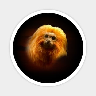 Golden lion tamarin Magnet